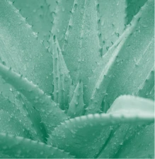Extrait d'aloe vera