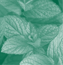 Menthe poivrée